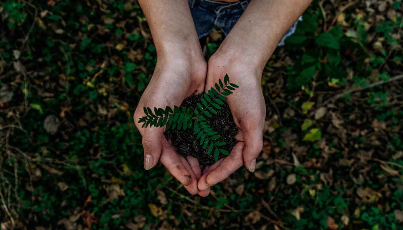 Volunteer planting a sapling as part of a community plantation drive